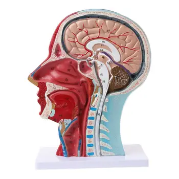 Анатомическая Половина Головы Анатомия лица Медицинский мозг Срединный разрез шеи Модель исследования Нерва Кровеносного Сосуда Для обучения Орнаменту