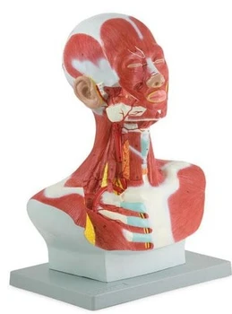 Анатомия лицевых мышц человеческой головы, головы, шеи и груди, арт-модель с мышечным искусством, анатомия мышц головы и шеи