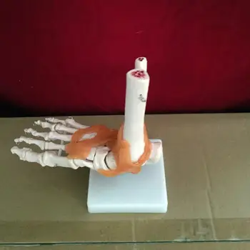 Модель скелета сустава стопы со связками модель скелета человека модель скелета подошвы