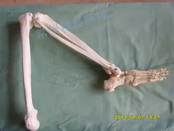 Обучающая имитационная модель конечности натуральная кость нижней конечности бедренная кость, большеберцовая кость, модель скелета стопы